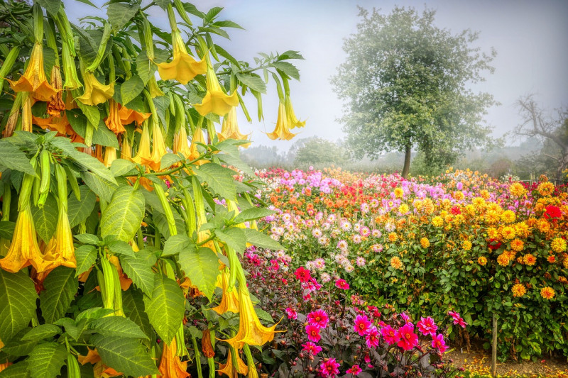 dahlia-knollen-kunnen in april - de grond in